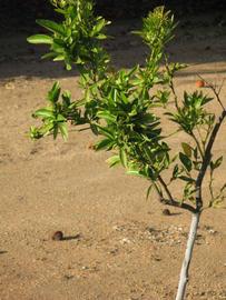            Habit (Riverside, CA)   