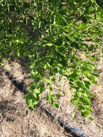             Sun leaves (Winter Haven, FL)       