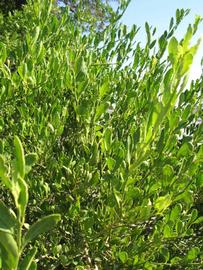              Sun leaves (Winter Haven, FL)       