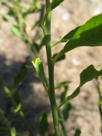            First year twig (Winter Haven, FL)   