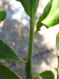            First year twig (Winter Haven, FL)   