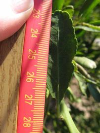              Unifoliolate leaf (Winter Haven, FL)       