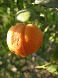              Fruit (Winter Haven, FL)       