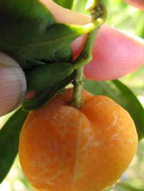              Fruit (Winter Haven, FL)       