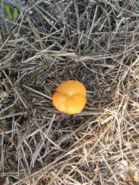              Fruit (Winter Haven, FL)       