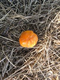              Fruit (Winter Haven, FL)       