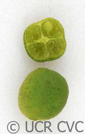              Fruit cross-section (© UCR CVC)       