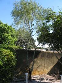            Habit (Winter Haven, FL)   