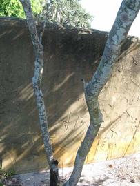            Bark (Winter Haven, FL)   