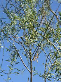              Sun leaves (Winter Haven, FL)       