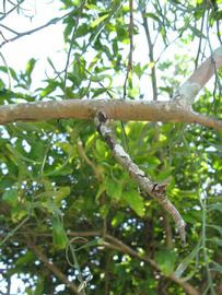              Second - third year twig (Winter Haven, FL)       