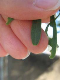              Margin (Winter Haven, FL)       