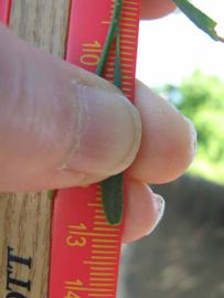              Unifoliolate leaf (Winter Haven, FL)       