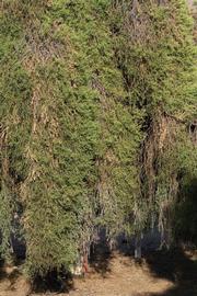            Habit (Riverside, CA)   