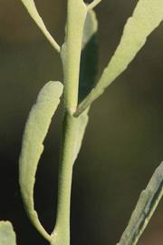            First year twig (Riverside, CA)   