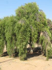            Habit (Riverside, CA)   