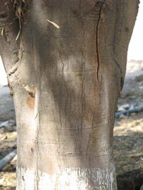            Bark (Riverside, CA)   