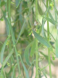              Shade leaves (Riverside, CA)       