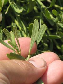              Petiole (Riverside, CA)       