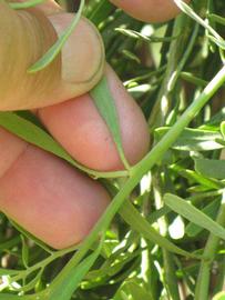              Petiole (Riverside, CA)       