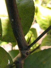              Second - third year twig (Estes, Winter Haven, FL)       