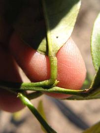              Petiole (Estes, Winter Haven, FL)       