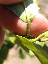              Petiole (Estes, Winter Haven, FL)       