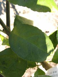            Shade leaves (Estes, Winter Haven, FL)   