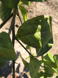            Shade leaves (Estes, Winter Haven, FL)   
