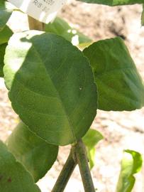            Shade leaves (Estes, Winter Haven, FL)   