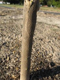              Bark (Estes, Winter Haven, FL)       