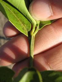              First year twig (Estes, Winter Haven, FL)       