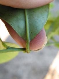              Petiole (Estes, Winter Haven, FL)       