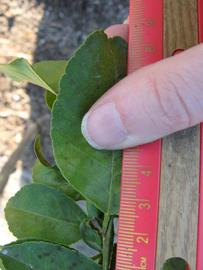              Unifoliolate leaf (Estes, Winter Haven, FL)       
