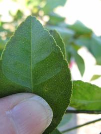              Margin (Estes, Winter Haven, FL)       