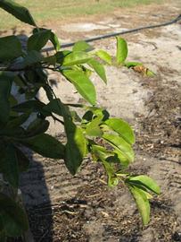            Sun leaves (Estes, Winter Haven, FL)   