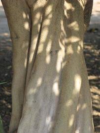            Bark (Riverside, CA)   