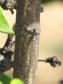              Second - third year twig (Riverside, CA)       