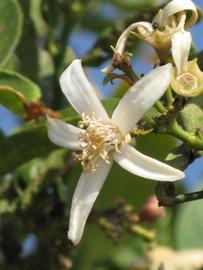              Flower (Riverside, CA)       