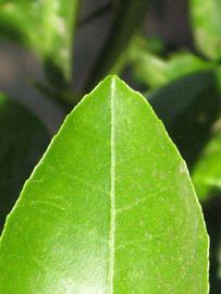              Margin (Riverside, CA)       