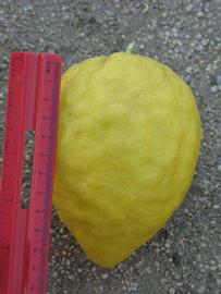            Fruit (Riverside, CA)   