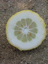              Fruit cross-section of  Citrus limonimedica         (Etrog, Riverside, CA)       