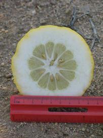            Fruit cross-section (Riverside, CA)   