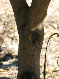            Bark (Winter Haven, FL)   