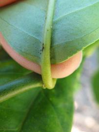              Petiole (Winter Haven, FL)       