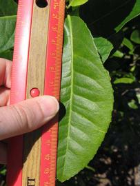              Unifoliolate leaf (Winter Haven, FL)       