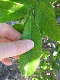              Unifoliolate leaf (Winter Haven, FL)       