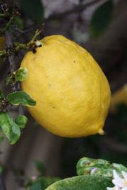            Fruit of  Citrus limonimedica               (Etrog, Riverside, CA)   