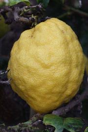              Fruit (Riverside, CA)       