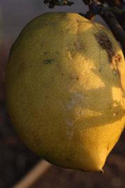            Fruit (Riverside, CA)   